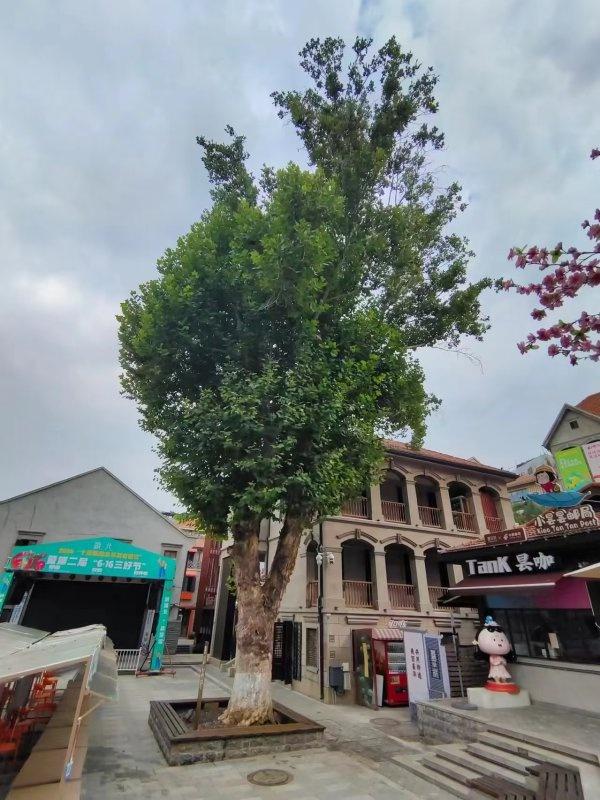 一路可赏多棵百岁古树，武汉推荐6条古树特色游线
