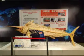 游客掰断枪鱼标本后续：博物馆决定不修复，作为文明观展教育点图片