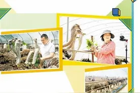 特色养殖“鸵”宽致富路图片