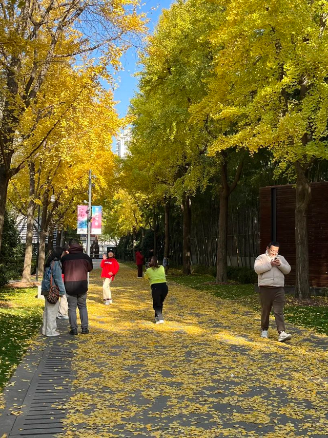 美翻了！苏河湾“红枫天桥”上线！更多金色、橙色、赭红色正在路上……来看↗