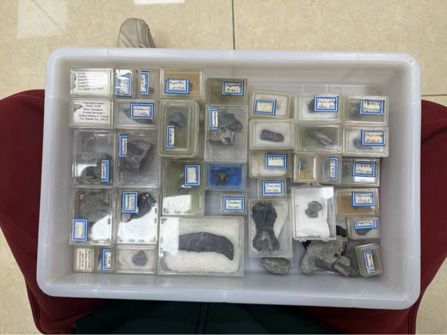 这个小盒子里的化石材料	，产生了非常多举世瞩目的成果，有十几篇顶刊文章｜卢静 一席少年第36位讲者