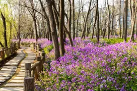 金华5万平方米“紫色海洋”上线，惊艳了整个春天！图片