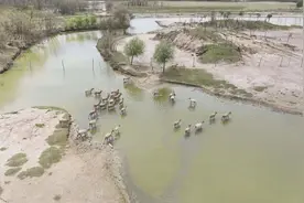 盐城大丰：以珍惜守护珍稀  共建美丽生态家园图片