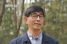 柏树好似冒烟 花粉爆发为何不能“一砍了之”？图片