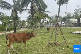 问政海南·追踪丨“牛出没”问题受重视，海口两地回应将继续加强管控图片