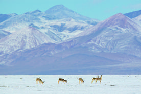 漫谈“烟瘴”图片