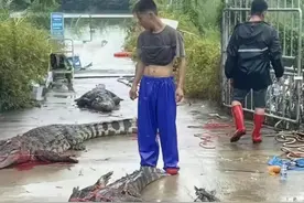 鳄鱼集体“越狱”，是一堂“安全课”图片