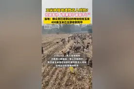 河南周口一玉米种植地遭数百余人哄抢？当地通报：群众到已收割过的地块捡拾玉米图片