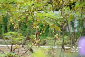 无花果“甜蜜来袭”，到望牛墩品尝这一口软糯图片