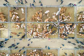 镜观中国·新华社国内新闻照片一周精选｜牲畜交易市场（11）图片