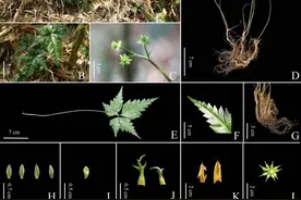 新物种！云南发现“极危”南高黎贡黄连图片