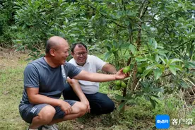 8月迎来首批果实成熟！琼中碎石地里种出的牛油果长势喜人图片
