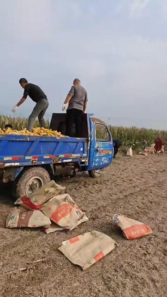 山东一农民突发脑溢血，60亩玉米无人收，同村上百村民集体出动帮收完，村支书：全村都姓王，经常互帮互助