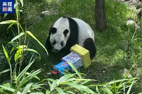 海外最长寿大熊猫迎来35岁生日图片