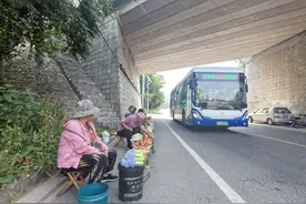 @青岛人，近郊甜杏已成熟，这份采摘乘车攻略请收好！图片
