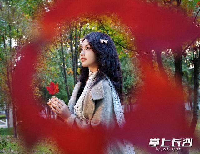 湖南农大枫叶进入最佳观赏期，错过等一年