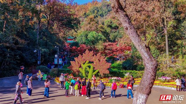 岁暖时刻丨这个季节的岳麓山，连风都是温柔的