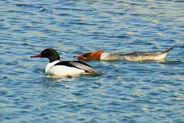 大凌河迎来“贵客”！