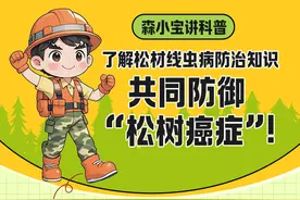 森小宝讲科普丨了解松材线虫病防治知识 共同防御“松树癌症”！图片