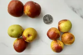 秋季最补维生素C的水果，还没吃就太太太太可惜了！图片