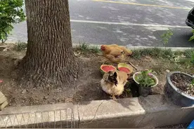 公共绿地内竟然有人饲养家禽？周边居民苦不堪言，多亏了TA们及时处置……图片