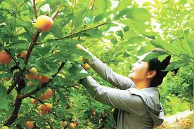 哈尔滨延寿县2024年鲜果采摘季启幕图片