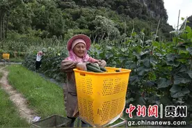 长顺：黄瓜迎来丰收季 清香脆甜前景好图片