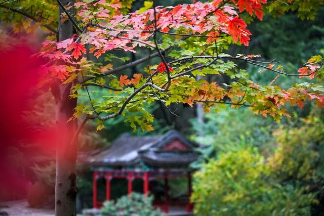 赏红“顶流”又红了！香山公园赏秋全攻略