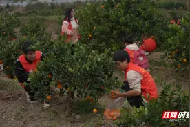 志愿者帮助逆风宝贝家庭搭起2亩橙子的“产销链”图片