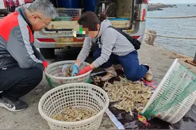 风浪越大，鱼虾越贵图片