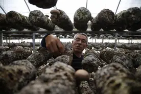 河北阜平：香菇丰产采摘忙  产业发展正兴旺图片