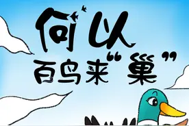 何以百鸟来“巢”图片