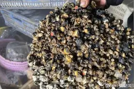 一只福寿螺可含6000条寄生虫 福寿螺一斤仅售5毛图片