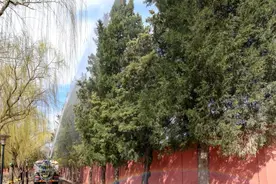 北京“降粉”进行时：柏树“洗头”、源头管控、医生支招……过敏星人速看！图片