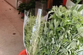 几元一把的艾草身价大涨，艾草花束成年轻人的端午“新宠”图片