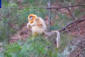 春日“尝鲜季”，秦岭金丝猴群组团下山吃“春芽”图片