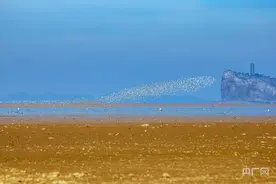 鄱阳湖上演“鸟浪”奇观图片