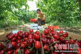 河北辛集：大红樱桃挂满枝 采摘尝鲜正当时图片