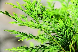 重庆云阳世界地质公园：护好亿年地质生态 书写人与自然故事图片