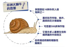 雨后出现这种大蜗牛，千万别碰！图片