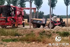 新蔡县小麦陆续开镰收割图片