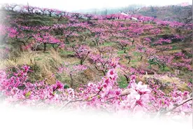 鲁山“结”果，都结什么果？图片