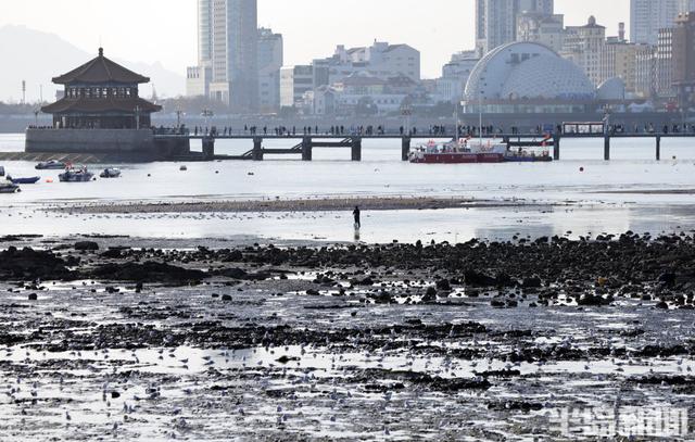 赶海+赏鸥，青岛走起