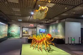 5.18亿年的生命对话即将开启 澄江化石首次进京展出图片