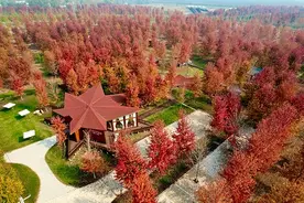 江苏邳州：这边“枫”景独好图片