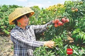 海南鲜品·品鲜南海 | 海口火山荔枝王：果未离枝 订单已至图片