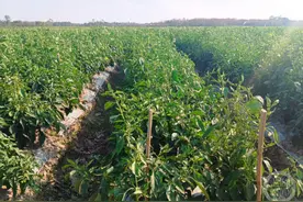 出岛运输车辆积压致辣椒滞销？海南临高农业局回应图片