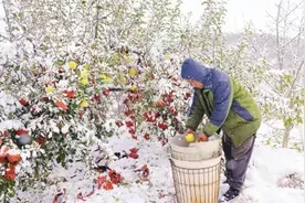 烟台连日降雪，农业专家支招应对图片