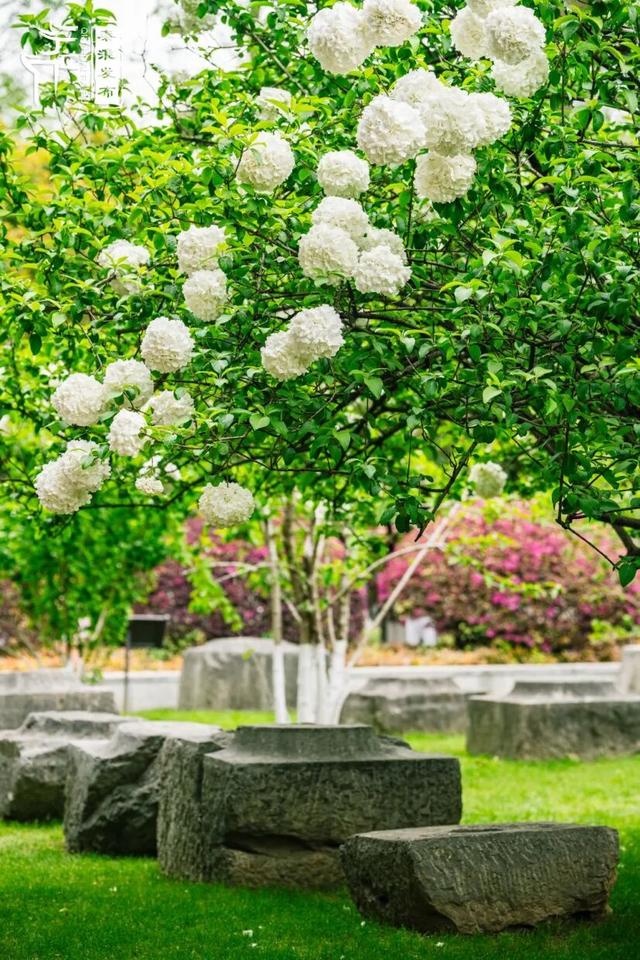 花样秦淮｜绣球花开