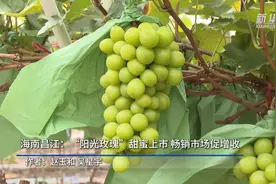 海南昌江：“阳光玫瑰”甜蜜上市图片